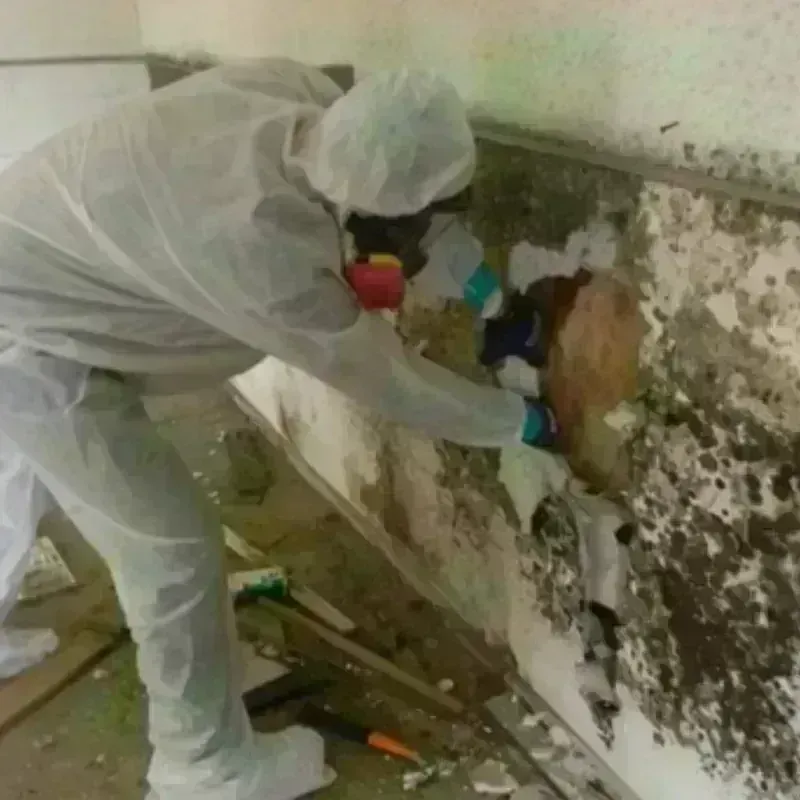 Mold Remediation and Removal in Midway, FL